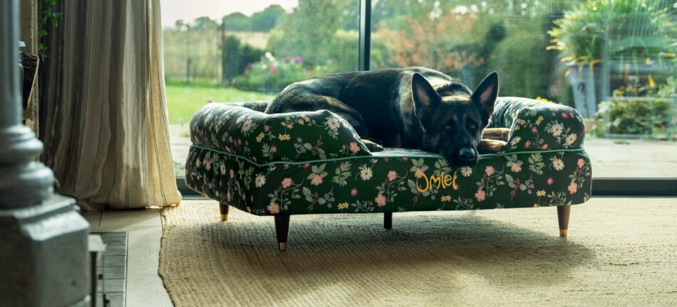 Ein Deutscher Schäferhund, der im Haus auf dem Omlet Hundesofa mit dem Motiv “Midnight Meadow” liegt 