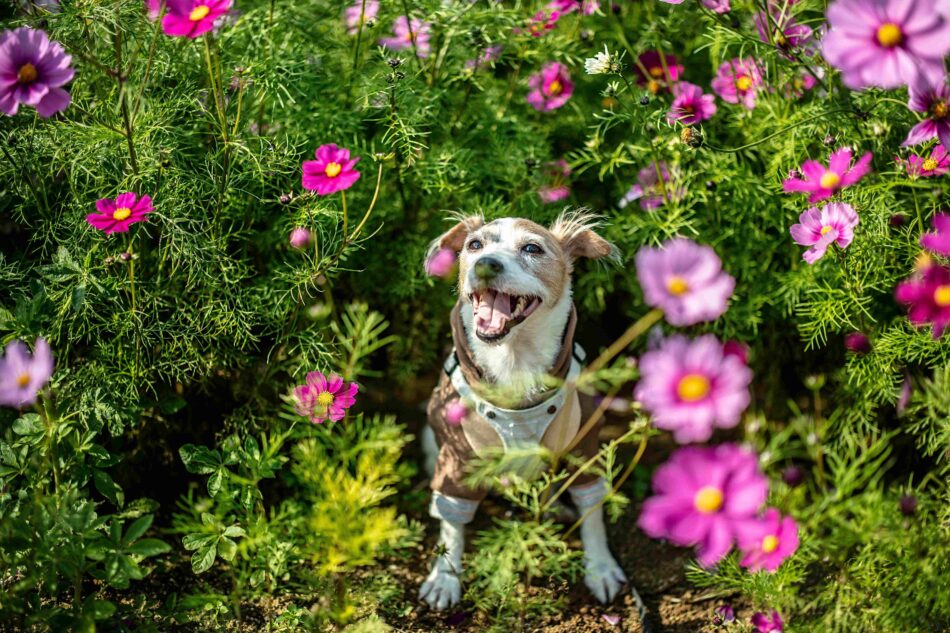 Ein Hund im Freien umgeben von Blumen 
