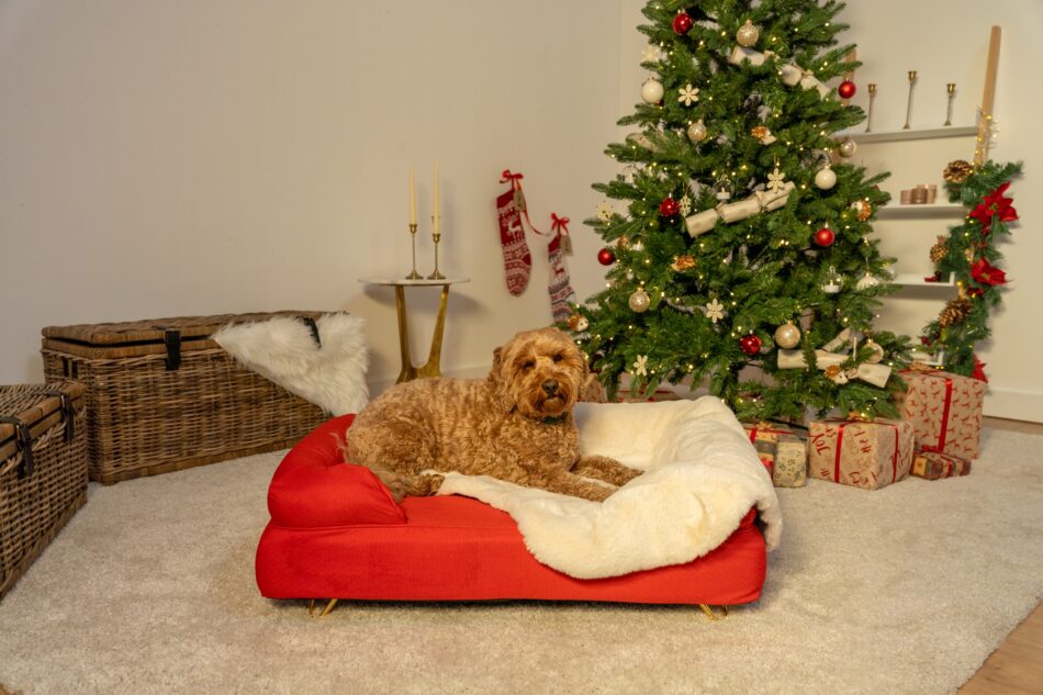 Ein Hund liegt neben dem Weihnachtsbaum auf dem kirschroten Polsterbett für Hunde von Omlet