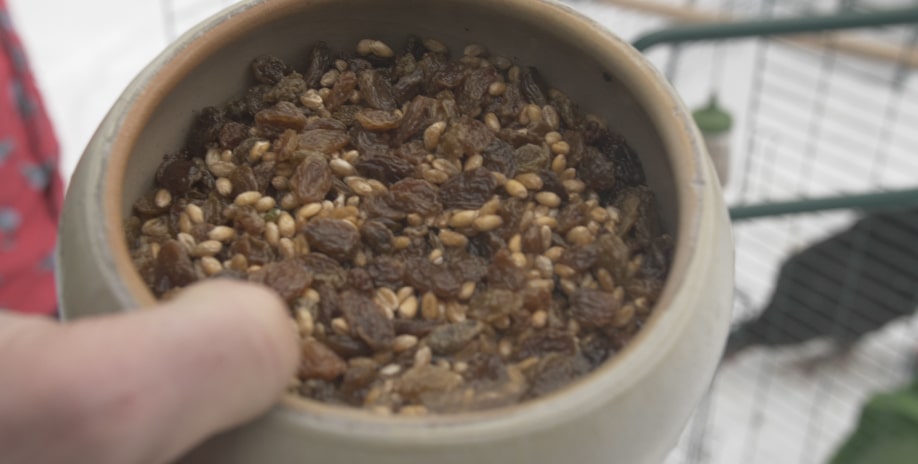 Eine Schale Hühnerbrei