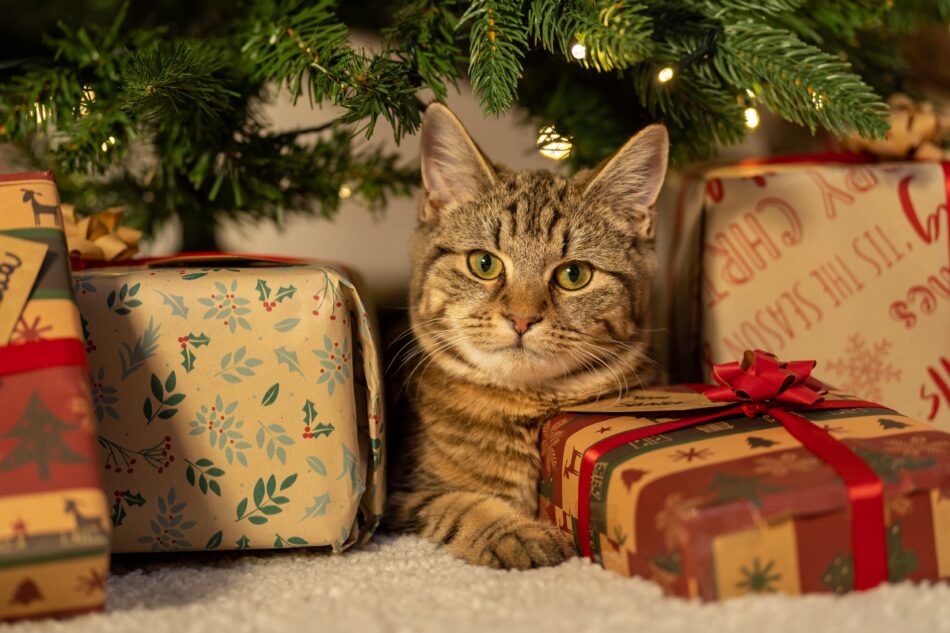Eine von Geschenken umgebene Katze neben dem Weihnachtsbaum