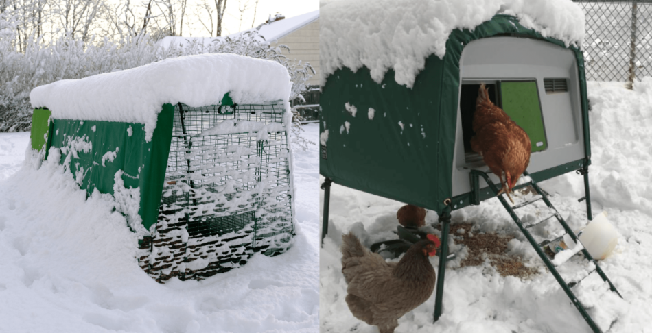 Collage von Omlets schneebedeckten Eglu-Hühnerställen