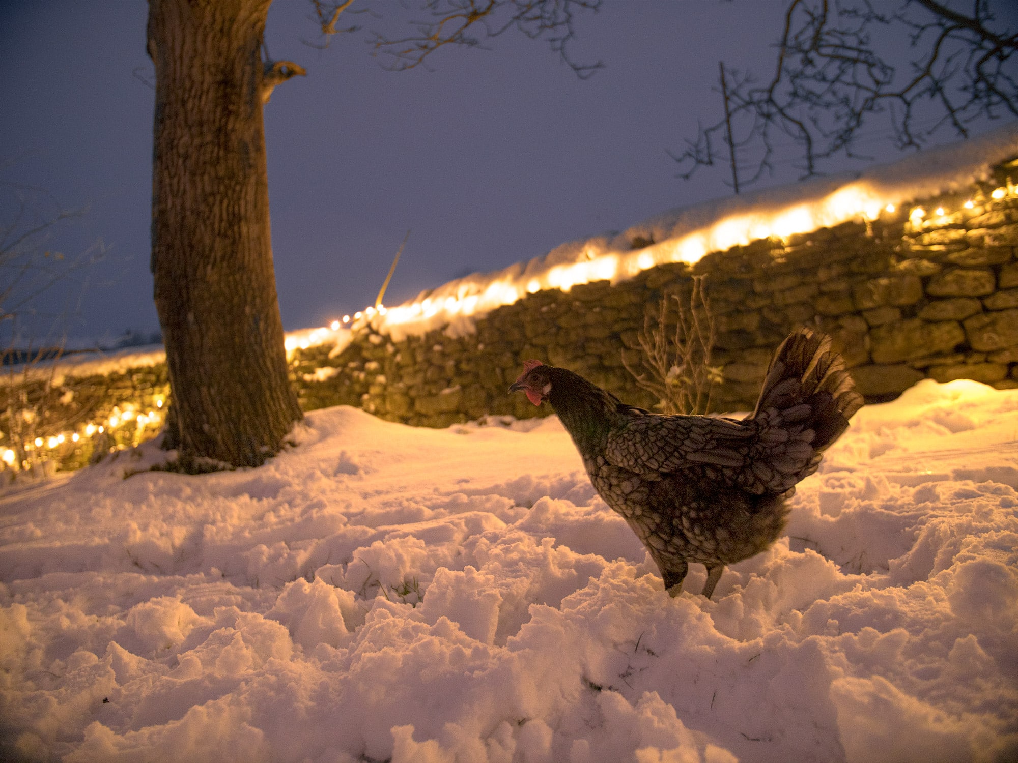 Ein-Huhn-im-Schnee-vor-einer-Lichterkette