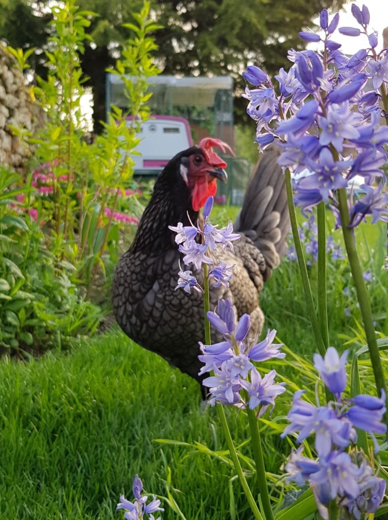 Grey chicken stood in purple flowers