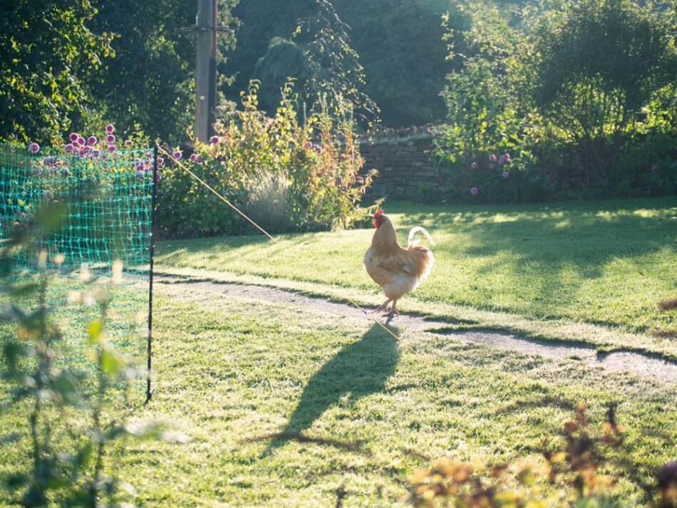 Ein Huhn im Garten mit dem Omlet Hühnerzaun