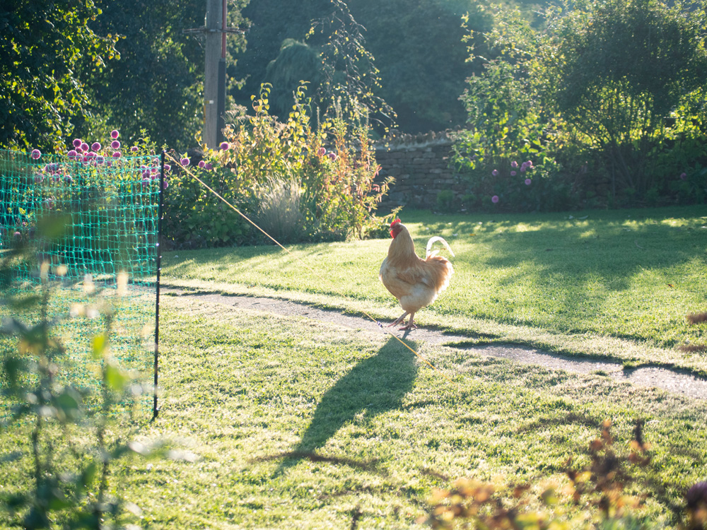 Kip in tuin met Omlet afrastering voor kippen