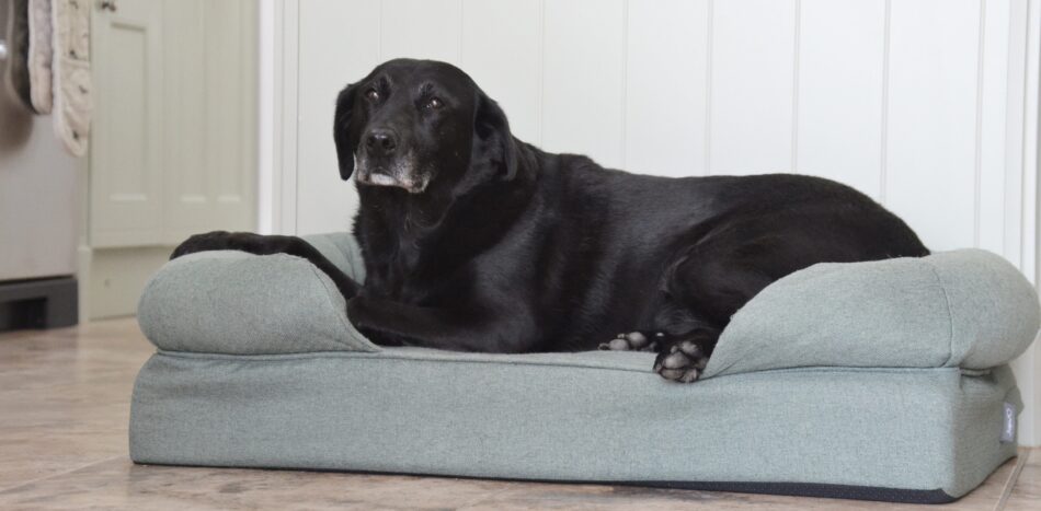 Ein älterer Labrador Retriever entspannt sich auf dem Omlet Polsterbett für Hunde