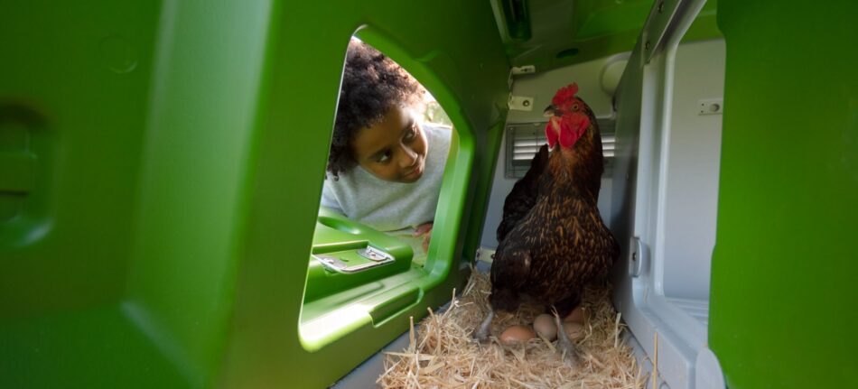 Wie du die passenden Hühner für dich wählst – ein Junge sammelt Eier aus dem Eglu Cube ein