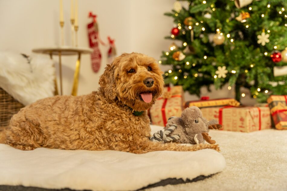Ein Cockapoo sitzt neben einem Weihnachtsbaum auf der der luxuriösen Hundedecke aus Schaffellimitat von Omlet  