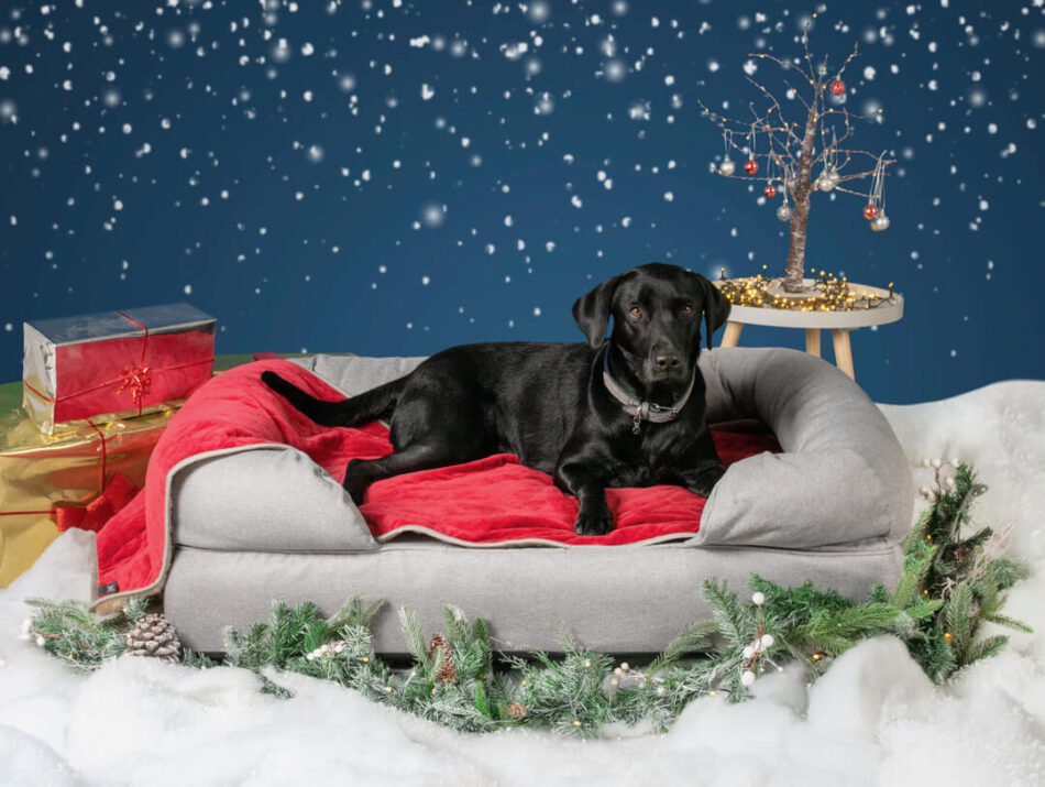 Ein schwarzer Labrador auf einem grauen Polsterbett für Hunde mit Weihnachtsdekoration