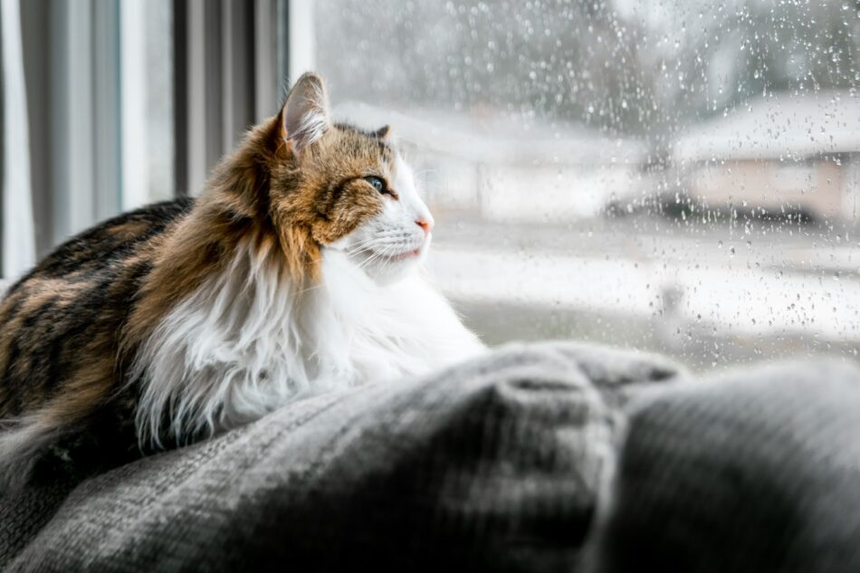 Eine Katze schaut aus dem Fenster, während es draußen schneit