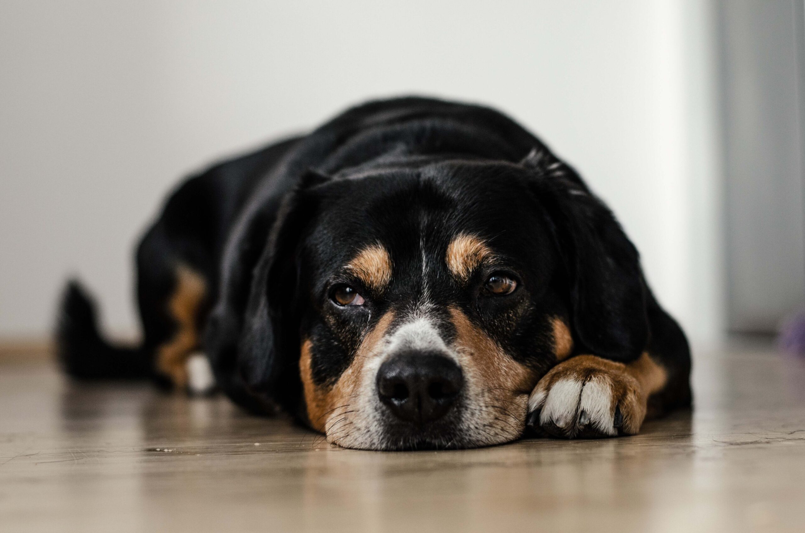 Ein traurig aussehender Hund, der auf dem Boden liegt