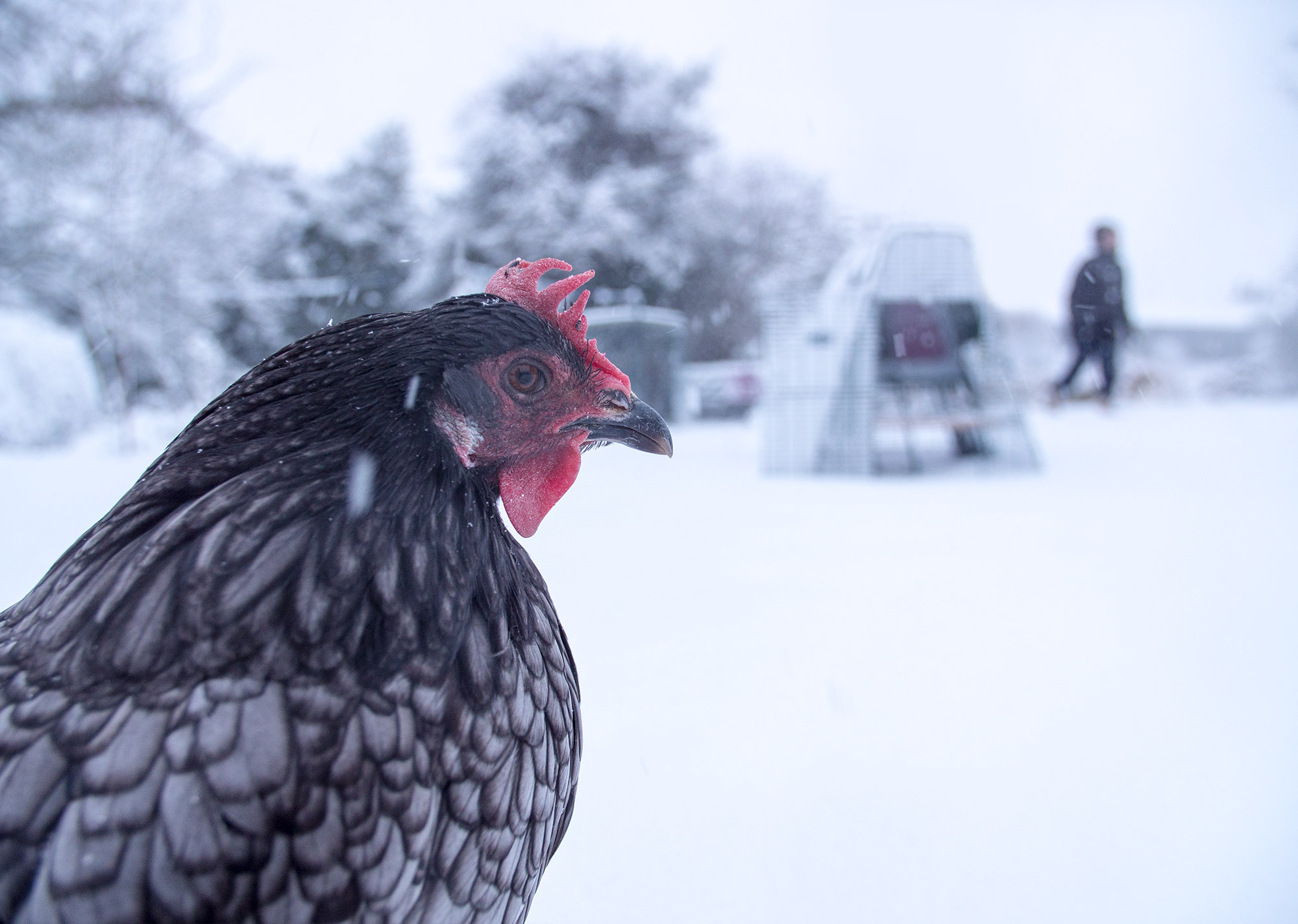 Eine Nahaufnahme eines grauen Huhns mit dem Eglu Go dahinter im Schnee (2)