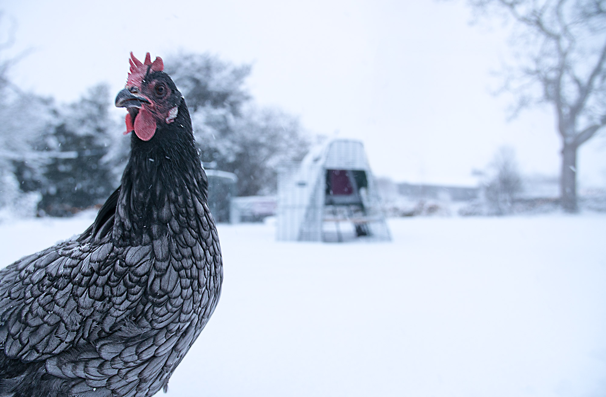 Eine Nahaufnahme eines grauen Huhns mit dem Eglu Go dahinter im Schnee 