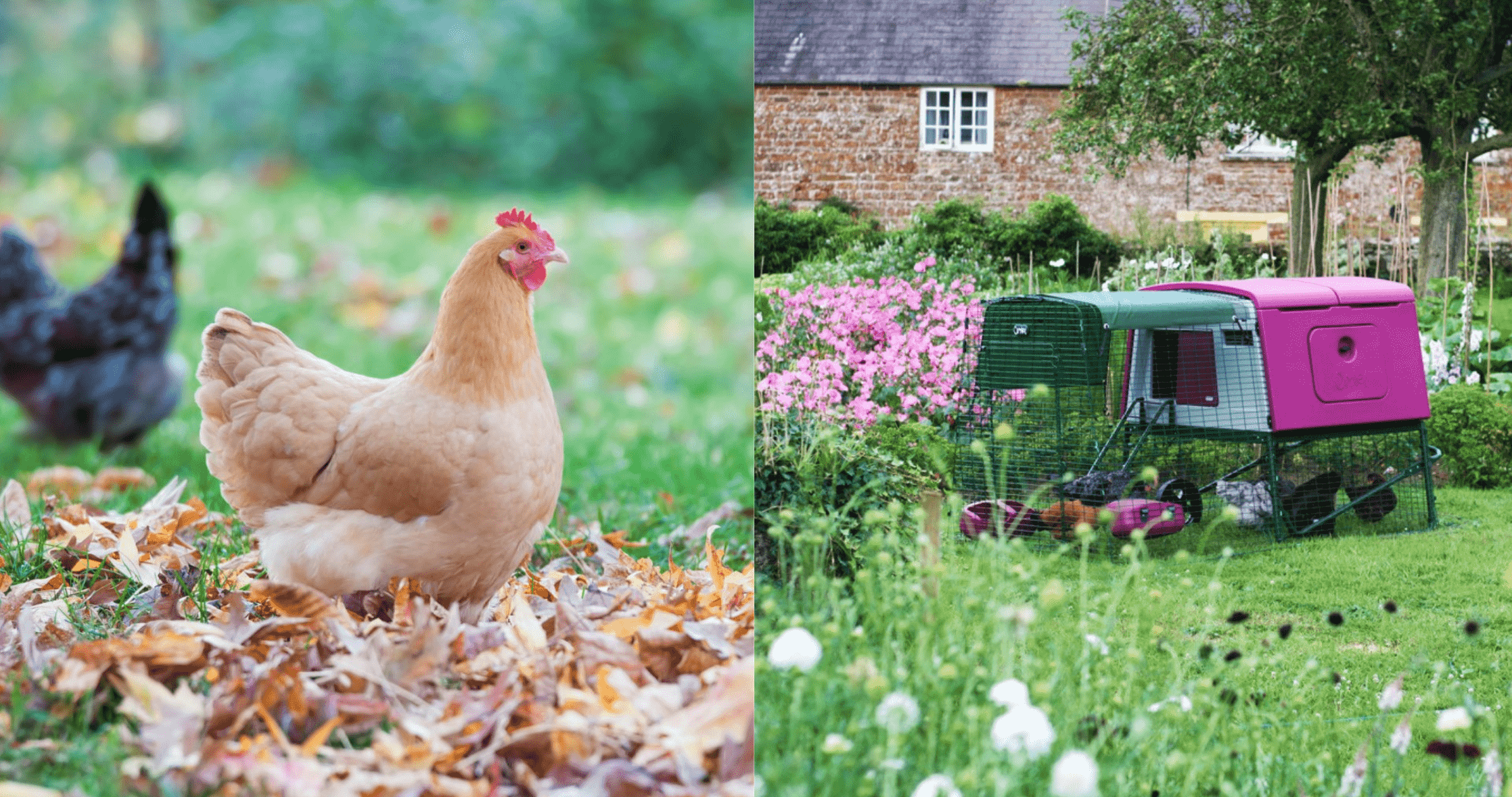 Hühner im Herbstgarten und Omlet Eglu Hühnerstall