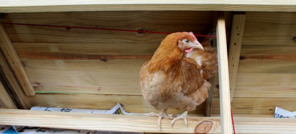 Ein Huhn sitzt in einem Holzstall auf einer Hühnerstange 