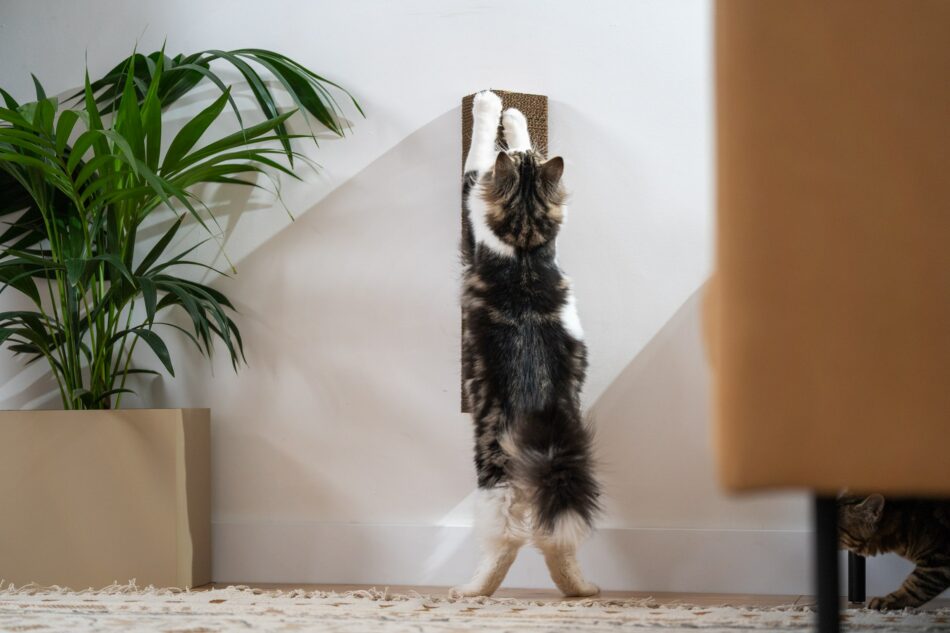 Eine Katze beim Kratzen an Omlets an der Wand befestigten Stak Kratzbaum 