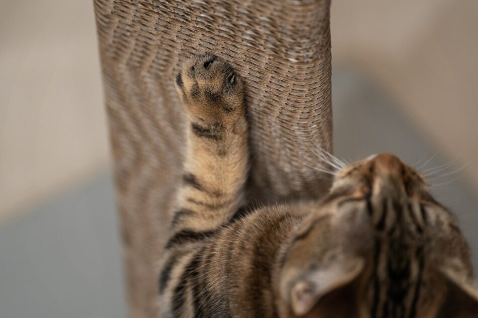 Eine Katze kratzt mit ihrer Pfote am Stak Kratzbaum