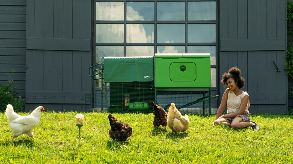 Glückliche, gesunde Hühner vor ihrem Omlet Eglu Cube Hühnerstall