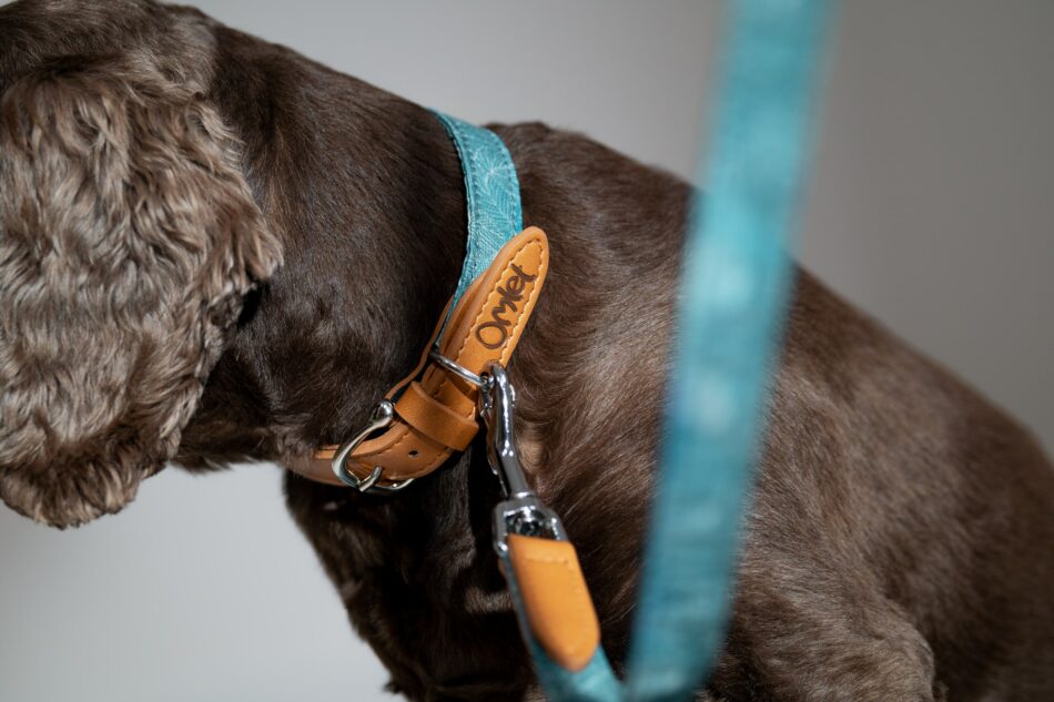 Ein Hund mit Halsband und Leine im Motiv Nature Trail aus der “Dog Walk”-Kollektion von Omlet