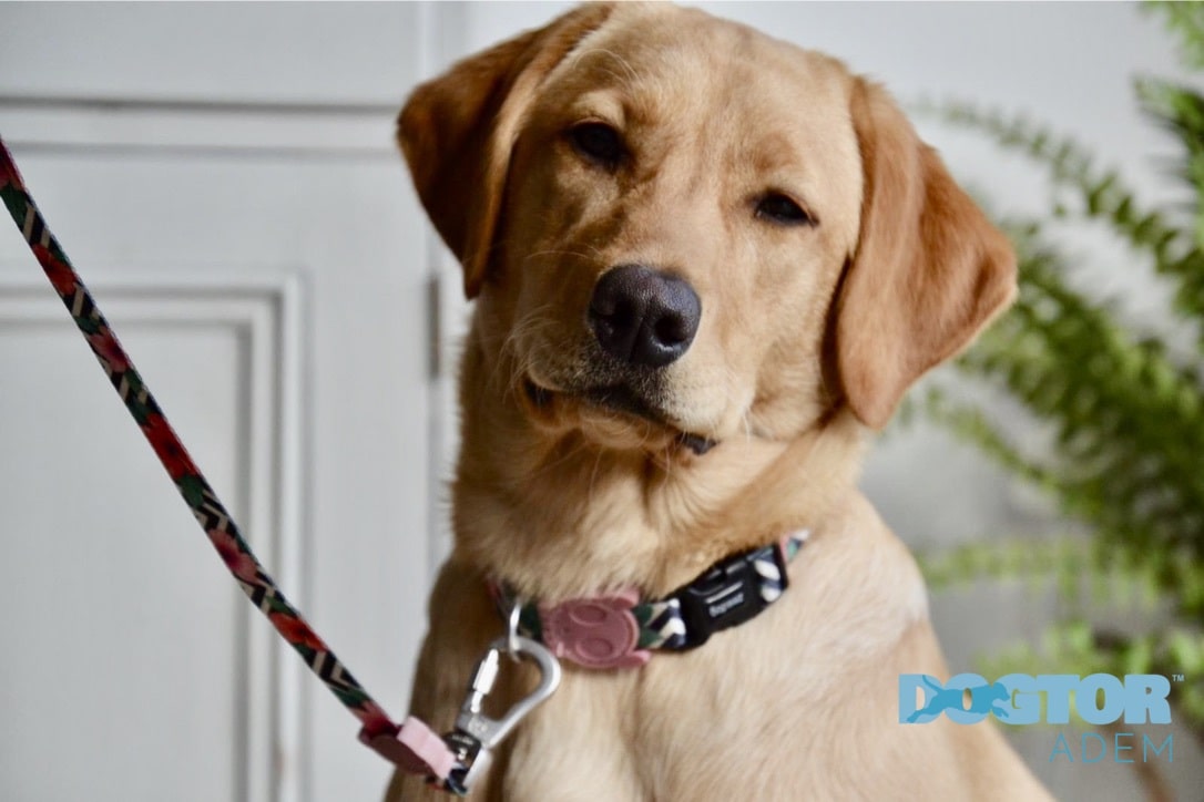 Wie Sie Ihrem Hund den Befehl "Ins Bett” beibringen Omlet Blog Deutschland