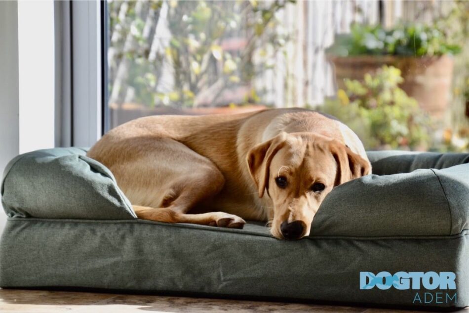 Ein Labrador beim Lernen des Befehls “Ins Bett” liegt auf dem Omlet Hundesofa