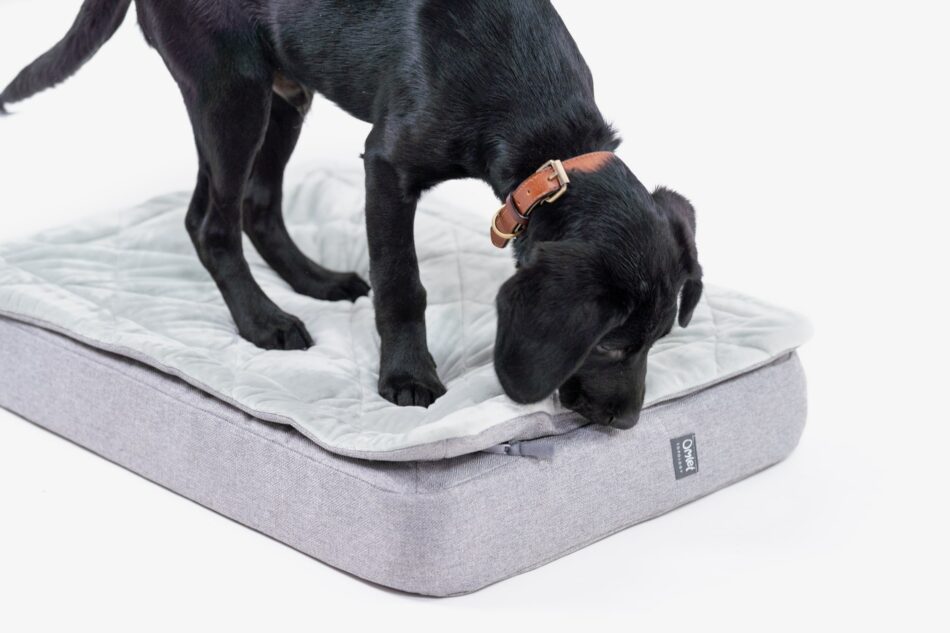 Ein schwarzer Labradorwelpe, der auf dem Omlet Topology Hundebett mit Steppdecken-Topper steht