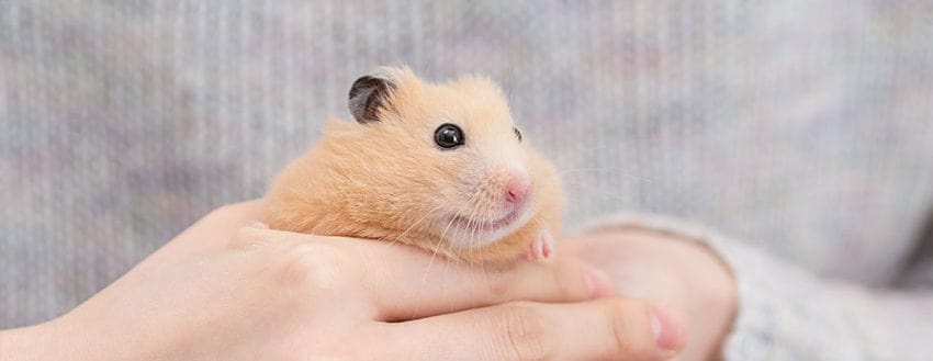 Beigefarbener Hamster wird in der Hand gehalten