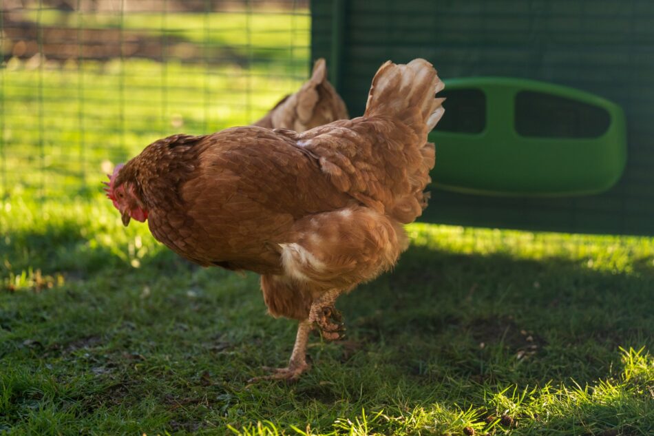 Ein Huhn im Omlet Walk In Hühnergehege mit Omlet Futtertrog