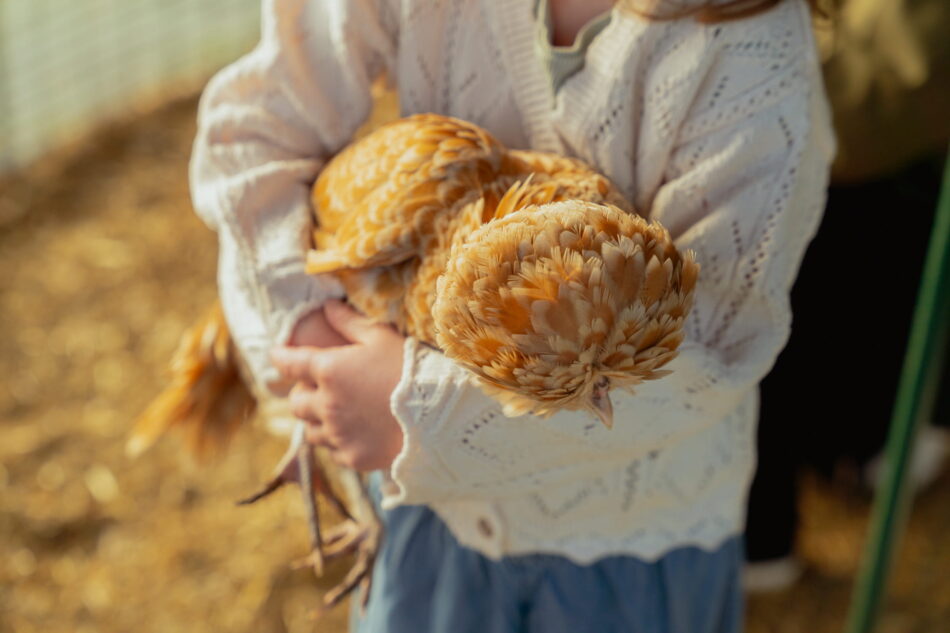 Ein kleines Mädchen kuschelt mit einem Huhn