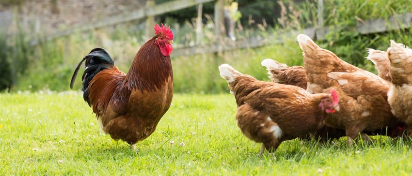 Eine Gruppe von Hennen im Freien mit einem Hahn dahinter