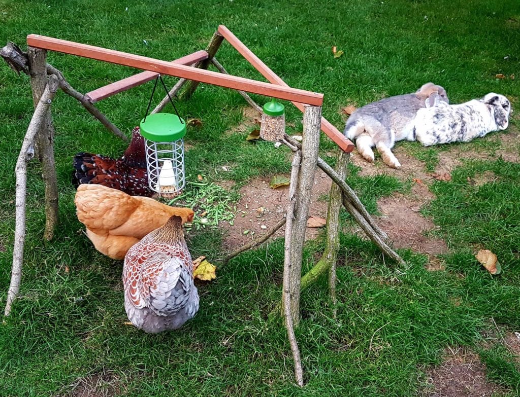 Kaninchen und Hühner im Freien zusammen mit ihrem Caddi Leckerbissen Halter