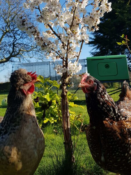 Zwei Hühner stehen neben einem Baum vor ihrem Eglu-Hühnerstall