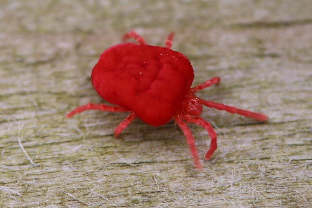 Was sind Rote Milben, und warum sind sie für Hühnerhalter ein