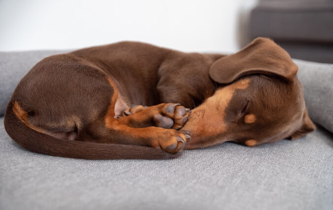 Brauner Dackel schläft zusammengerollt auf dem Omlet Hundesofa