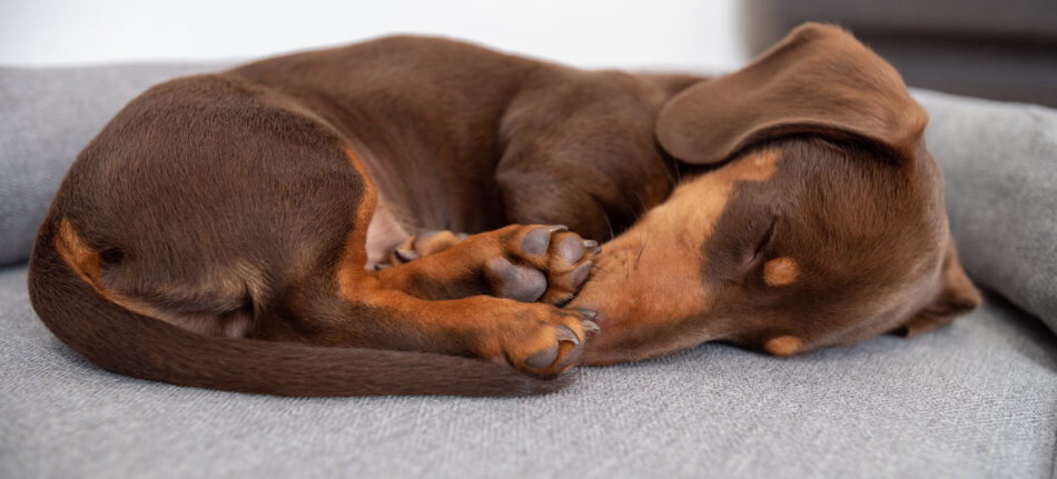 Verschiedene Schlafpositionen von Hunden und ihre Bedeutung