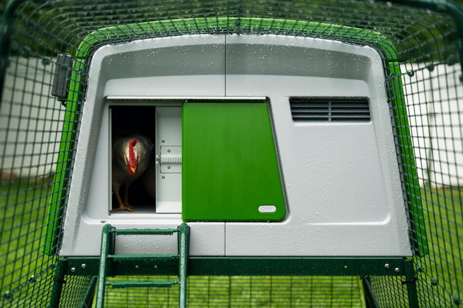 Ein Huhn in einem Eglu Cube, das durch die geöffnete Autodoor lugt