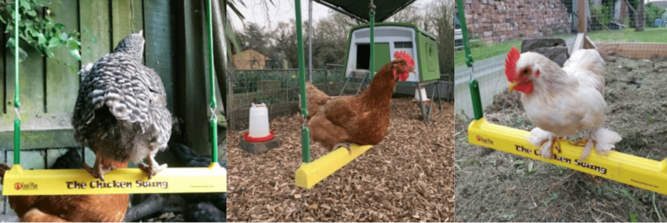 Eine Collage von Hühnern, die Omlets Hühnerschaukel 'Chicken Swing' nutzen