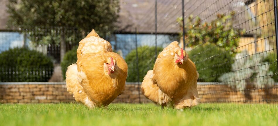 Hühner, die im Garten am Omlet Hühnerzaun entlang spazieren gehen