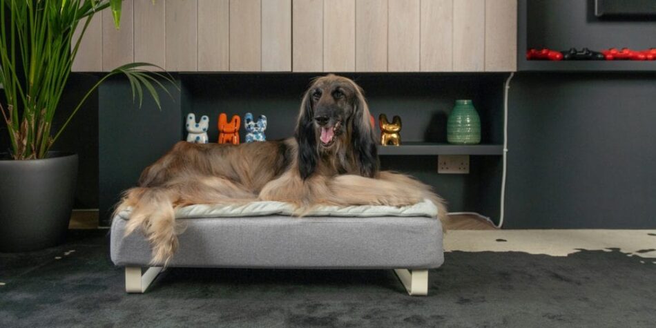 Golden Retriever und Junge mit Omlet Fido Studio Hundebox