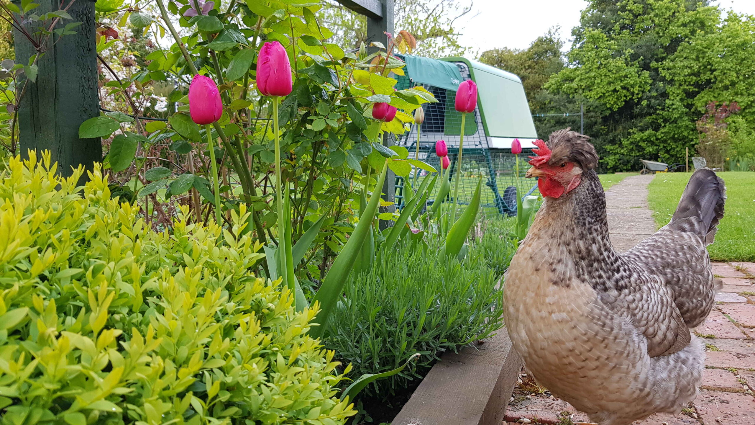 Ein Huhn steht neben einigen Tulpen im Garten und ein Omlet Eglu Go Up Hühnerstall