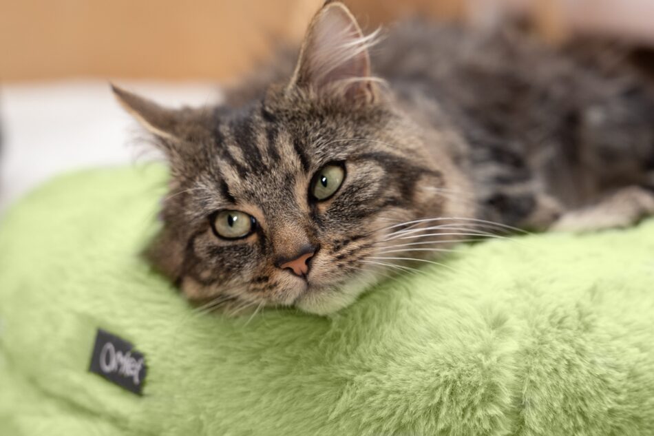 Eine Katze liegt auf dem Omlet Maya Katzenbett in Pistaziengrün