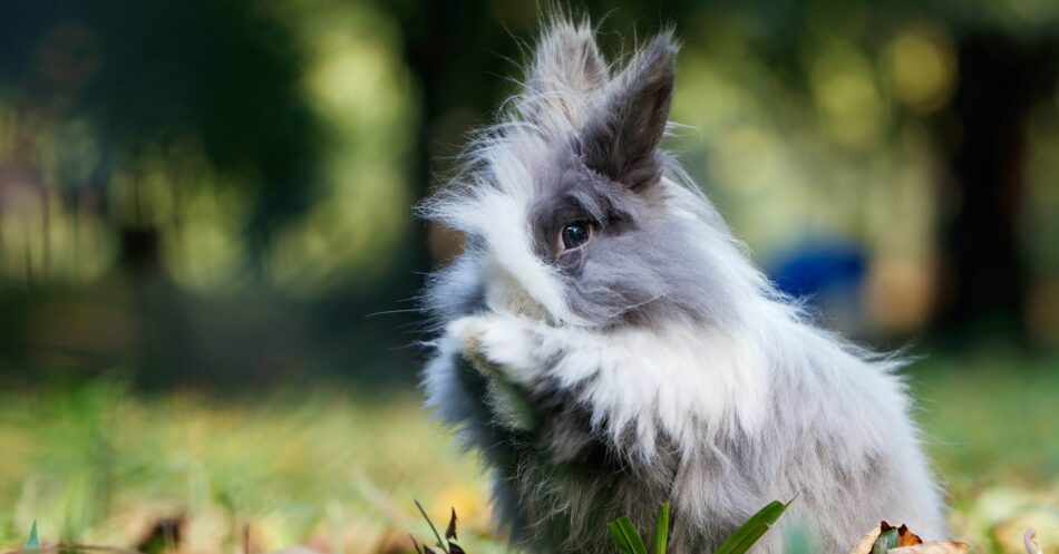 Ein graues, flauschiges Kaninchen