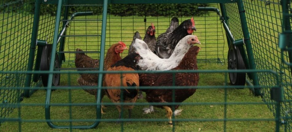 Verschiedene Arten von Hühnern im Eglu Cube Hühnerstall mit Auslauf