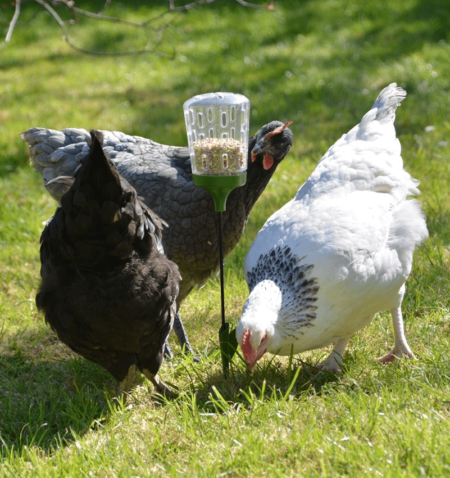 Drei Hühner mit ihrem Omlet Pickspielzeug