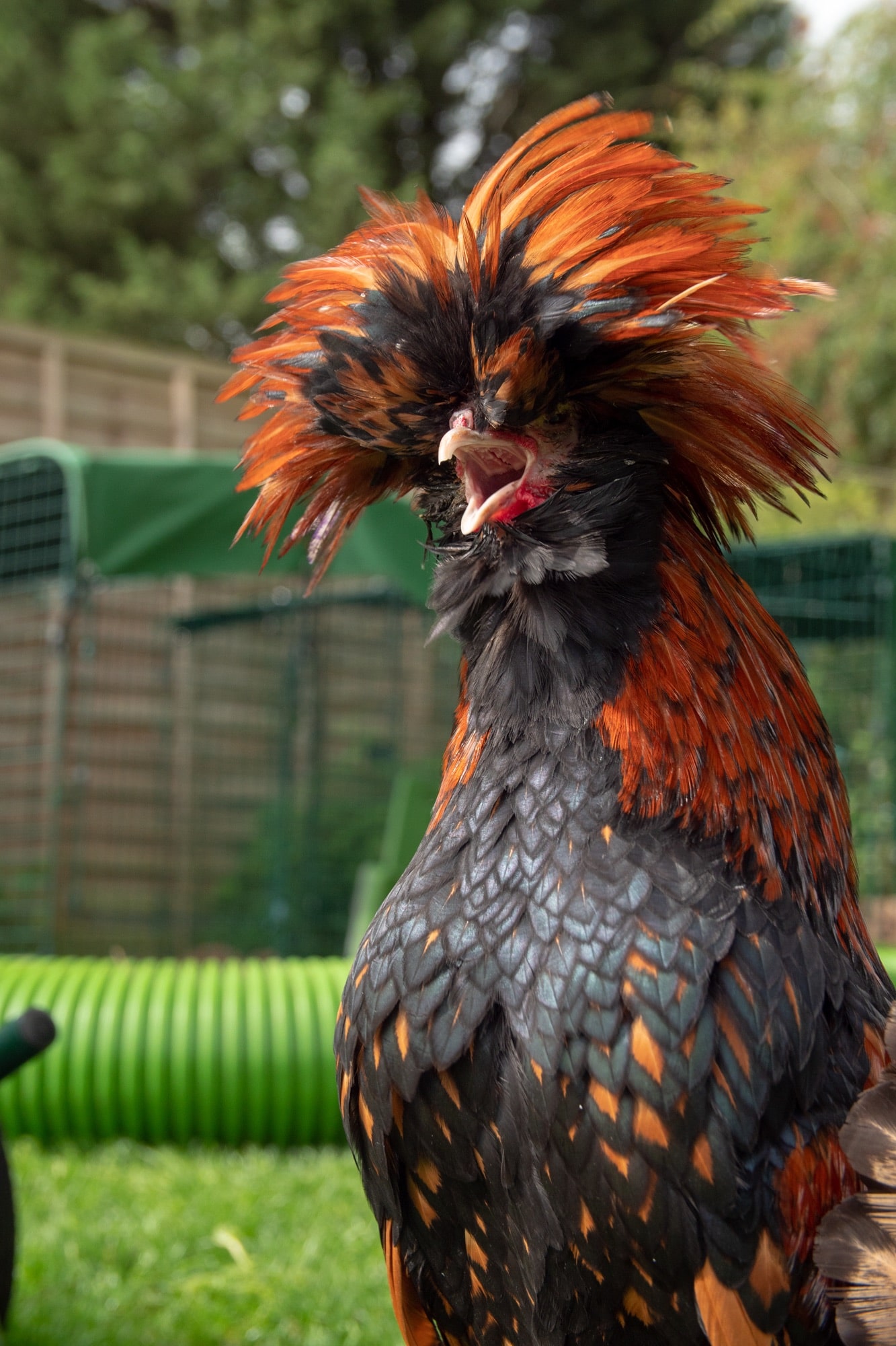 Ein langhaariges schwarz-oranges Huhn mit seinem Schnabel weit geöffnet