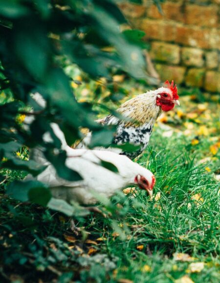 Hühner picken im Gras