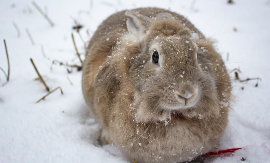Ein flauschiges, braunes Kaninchen im Schnee