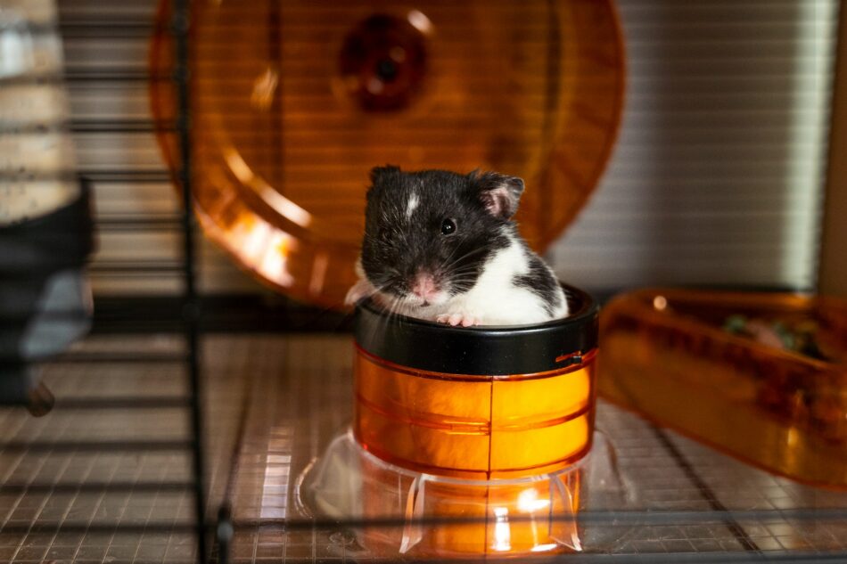 Ein Hamster steckt im Omlet Qute Hamsterkäfig seinen Kopf aus der Röhre 