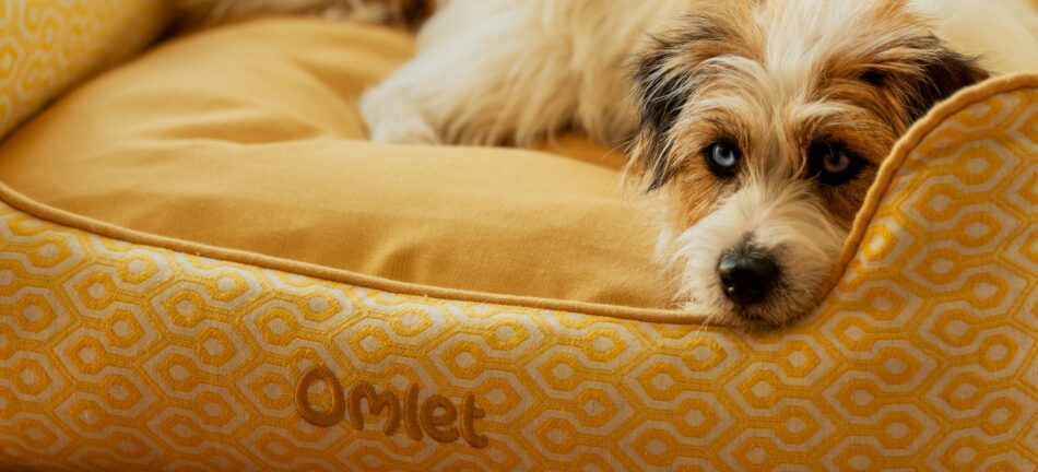 Ein Jack Russell Terrier ruht sich auf dem Omlet Hundenest in Honeycomb Pollen aus